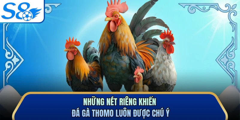 Những nét riêng khiến đá gà Thomo luôn được chú ý
